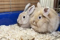 Golden rabbit in a blue cage. Domestic cute pet for children