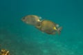 Golden rabbitfish (Siganus guttatus)