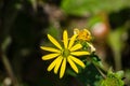 Golden Ragwort, Packera aurea