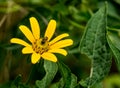 Golden Ragwort - Packera aurea