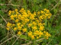 Golden Ragwort - Senecio aureus