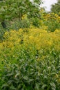 Golden ragwort Senecio doria , yellow flowering plants