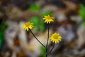 Close-up of a Small Group of Golden Ragwort - Senecio aureus