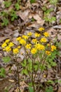 Golden Ragwort - Senecio aureus - 2