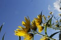 golden ragwort yellow wildflowers against the blue sky perennials