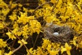 Golden rain and birds-nest