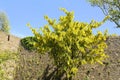 Golden rain laburnum anagyroides Royalty Free Stock Photo