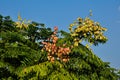 Golden Rain Tree