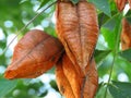 Golden Rain tree, Koelreuteria paniculata, ripe seed pods close-up. Golden colour seed-pods and tree branch. Royalty Free Stock Photo