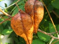 Golden Rain tree, Koelreuteria paniculata, ripe seed pods close-up. Autumn. Nature. Royalty Free Stock Photo