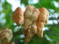 Golden Rain tree, Koelreuteria paniculata, ripe seed pods close-up. Autumn. Nature Royalty Free Stock Photo