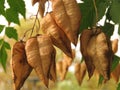 Golden Rain tree, Koelreuteria paniculata, ripe seed pods close-up. Autumn. Nature. Royalty Free Stock Photo