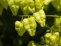 Golden Rain tree, Koelreuteria paniculata, unripe seed pods close-up, selective focus, shallow DOF Royalty Free Stock Photo