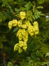 Golden Rain tree, Koelreuteria paniculata, unripe seed pods close-up, selective focus, shallow DOF Royalty Free Stock Photo