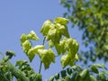 Golden Rain tree, Koelreuteria paniculata, unripe seed pods close-up, selective focus, shallow DOF Royalty Free Stock Photo