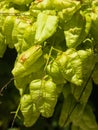 Golden Rain tree, Koelreuteria paniculata, unripe seed pods close-up, selective focus, shallow DOF Royalty Free Stock Photo