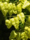 Golden Rain tree, Koelreuteria paniculata, unripe seed pods close-up, selective focus, shallow DOF Royalty Free Stock Photo