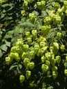 Golden Rain tree, Koelreuteria paniculata, unripe seed pods close-up, selective focus, shallow DOF Royalty Free Stock Photo