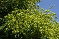 Golden Rain tree, Koelreuteria paniculata, unripe seed pods close-up, selective focus, shallow DOF Royalty Free Stock Photo