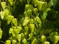 Golden Rain tree, Koelreuteria paniculata, unripe seed pods close-up, selective focus, shallow DOF Royalty Free Stock Photo