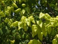 Golden Rain tree, Koelreuteria paniculata, unripe seed pods close-up, selective focus, shallow DOF Royalty Free Stock Photo