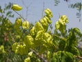 Golden Rain tree, Koelreuteria paniculata, unripe seed pods close-up, selective focus, shallow DOF Royalty Free Stock Photo