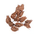 Golden Rain tree seed pods koelreuteria paniculata