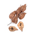 Golden Rain tree seed pods koelreuteria paniculata