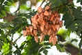 Golden Rain tree seeds pods in tree - Koelreuteria Paniculata