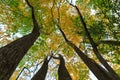 Golden Rain Trees