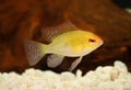 Golden Ram Dwarf cichlid Mikrogeophagus ramirezi aquarium fish Royalty Free Stock Photo