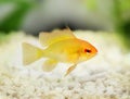Golden Ram Dwarf cichlid Mikrogeophagus ramirezi freshwater aquarium fish Royalty Free Stock Photo