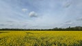 Golden rapeseed field flowers under a clear blue sky, with fluffy white clouds Royalty Free Stock Photo