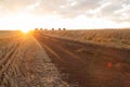 Wheat field at sunset Royalty Free Stock Photo