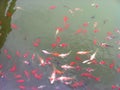 Golden red fish are swimming
