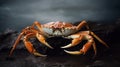 Golden red King Crab seafood Delicious meal food photography Royalty Free Stock Photo