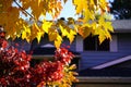 Golden and red maple leaves on the tree
