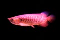 A golden red tail arowana fish isolated on horizontal view black background. Royalty Free Stock Photo