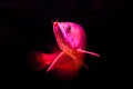 A golden red tail arowana fish isolated on horizontal view black background.