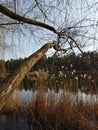 golden reed weeping willow and branchy tree against the background of a mirror lake