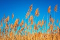 Golden Reeds against sun and blue sky. Reeds near the lake. Back Royalty Free Stock Photo