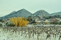 Golden reeds behind dormiente, snow covered grape vines