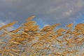 Golden Reeds blowing in the wind