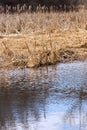 Golden reeds and bulrushes on edge of marsh river, reflecting in