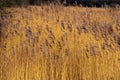 Golden reeds at Far Ings Nature Reserve, North Lincolnshire, England