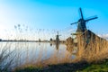 Golden reeds growing by the historic windmills at Zaanse Schans, Netherlands Royalty Free Stock Photo