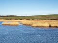 Golden reeds in a lake at St Aidans Nature Park near Leeds, England Royalty Free Stock Photo