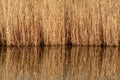 Golden Reeds Reflecting on a Still Lake