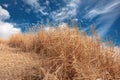 Golden reeds in winter