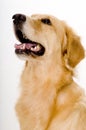 Golden Retreiver